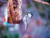 Mountain Chickadee PJ