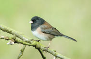 Dark-eyed Junco